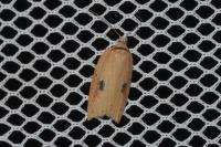 Acleris lorquiniana
