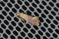 Diceratura ostrinana