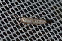 Yponomeuta plumbella