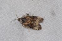 Endothenia gr. gentianaeana