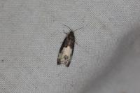 Notocelia cynosbatella