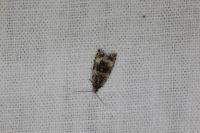 Celypha lacunana