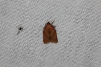 Clepsis consimilana