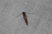 Tinea semifulvella
