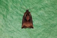 Archips podana