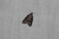 Cnephasia