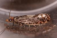 Epinotia trigonella