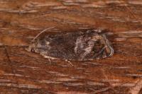 Cydia splendana