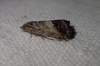 Cydia splendana