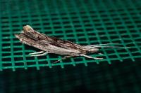 Ypsolopha scabrella