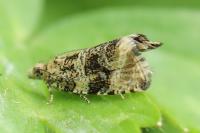 Celypha lacunana