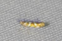 Argyresthia goedartella