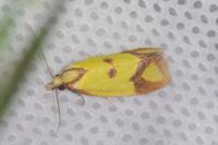 Agapeta zoegana