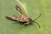Pyropteron muscaeforme