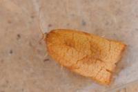 Cacoecimorpha pronubana
