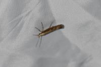 Plutella xylostella