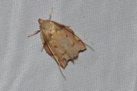 Carcina quercana