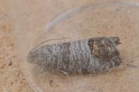 Cydia pomonella