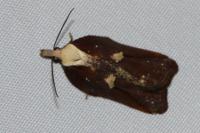 Acleris cristana