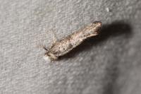 Paraswammerdamia