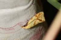Agapeta hamana