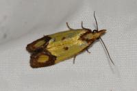 Agapeta zoegana