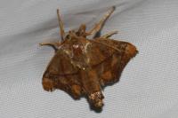 Apoda limacodes