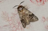 Cossus cossus
