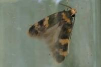 Oegoconia