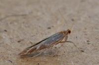 Pyroderces argyrogrammos