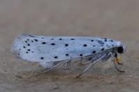 Yponomeuta