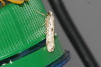 Yponomeuta plumbella