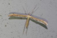 Emmelina monodactyla