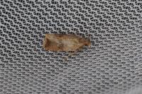 Celypha striana