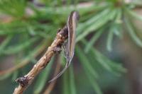 Coleophora