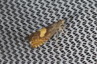 Dichrorampha petiverella