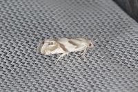 Eucosma pupillana