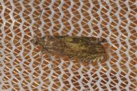 Dichrorampha vancouverana