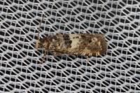 Epiblema graphana