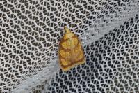 Acleris bergmanniana