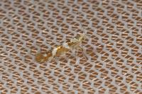 Argyresthia goedartella