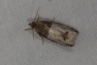 Notocelia roborana