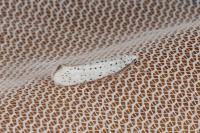Yponomeuta evonymella