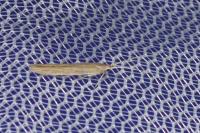 Coleophora