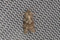 Cnephasia