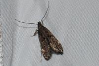 Dichomeris alacella