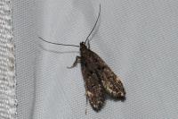 Dichomeris alacella