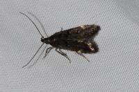 Dichomeris alacella