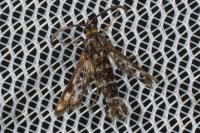 Pyropteron muscaeforme