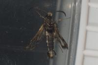 Pyropteron muscaeforme
